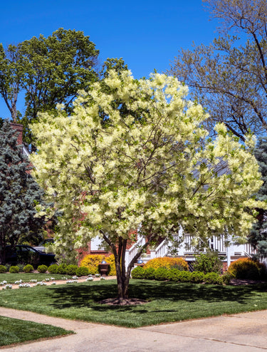 3 FRINGE TREE Chionanthus Virginicus Old Man's Beard White Flower Seeds